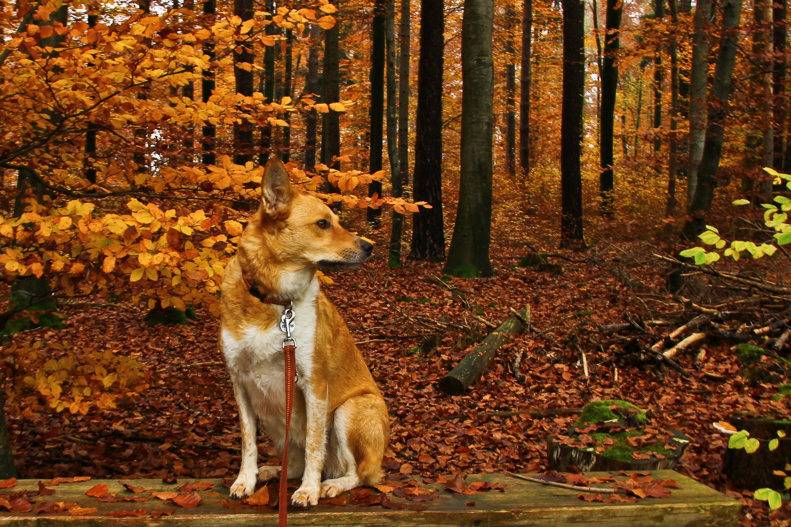 Herbstfarben