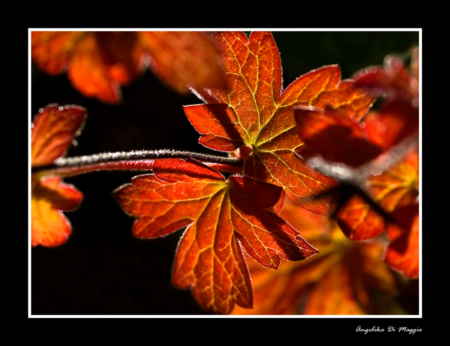 Herbstfarben