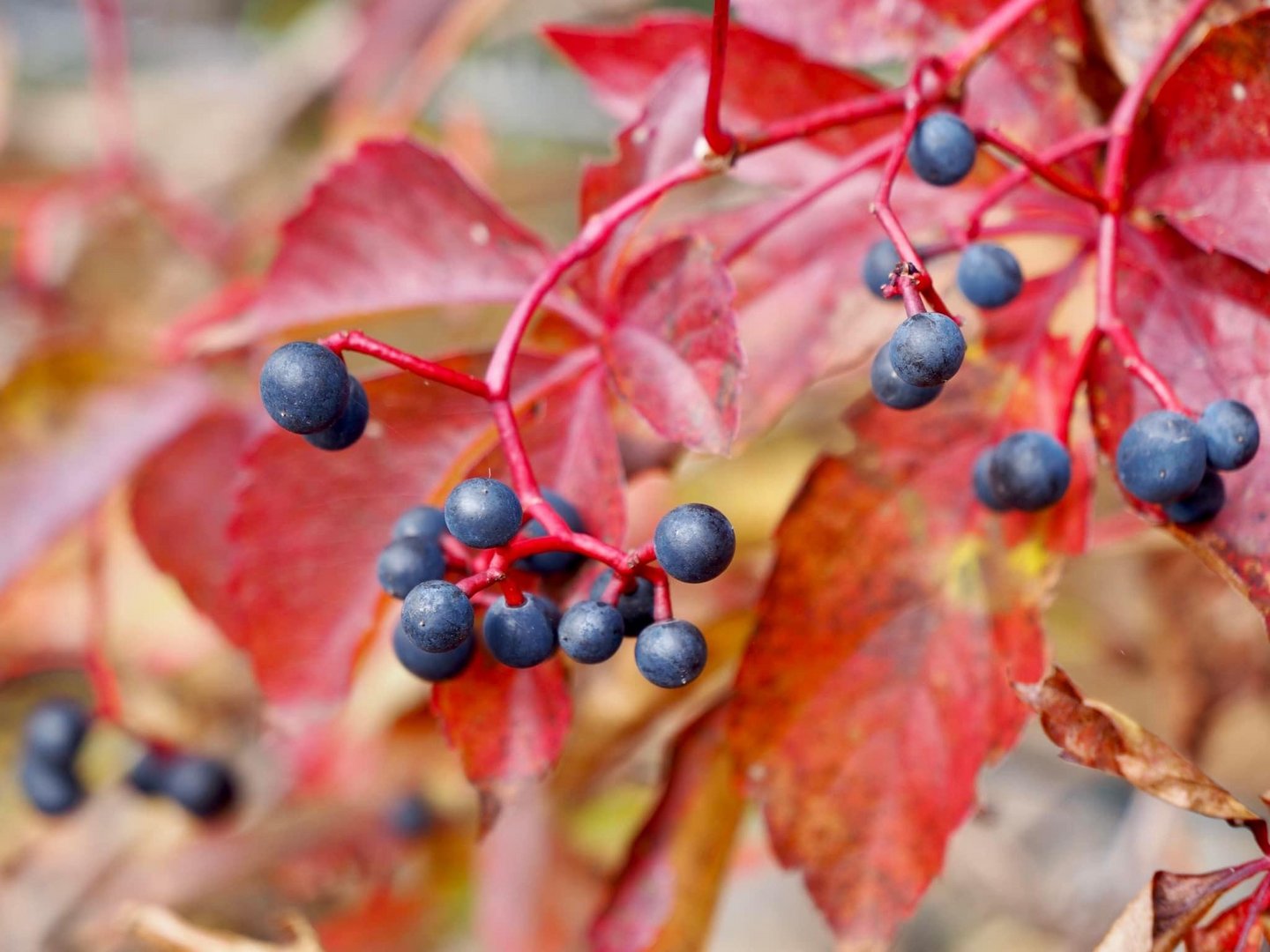 Herbstfarben