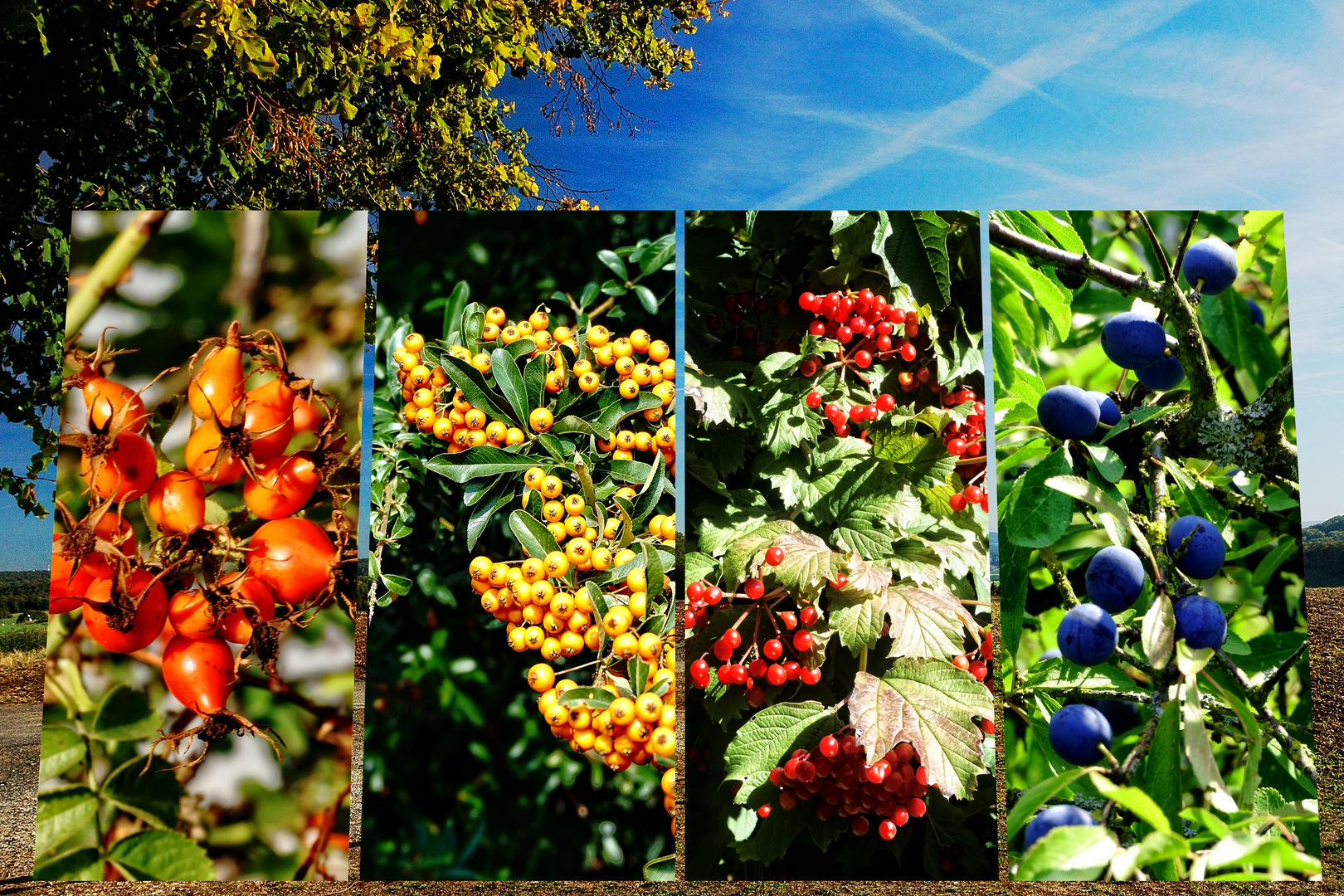  Herbstfarben Beeren und Butten Version 2