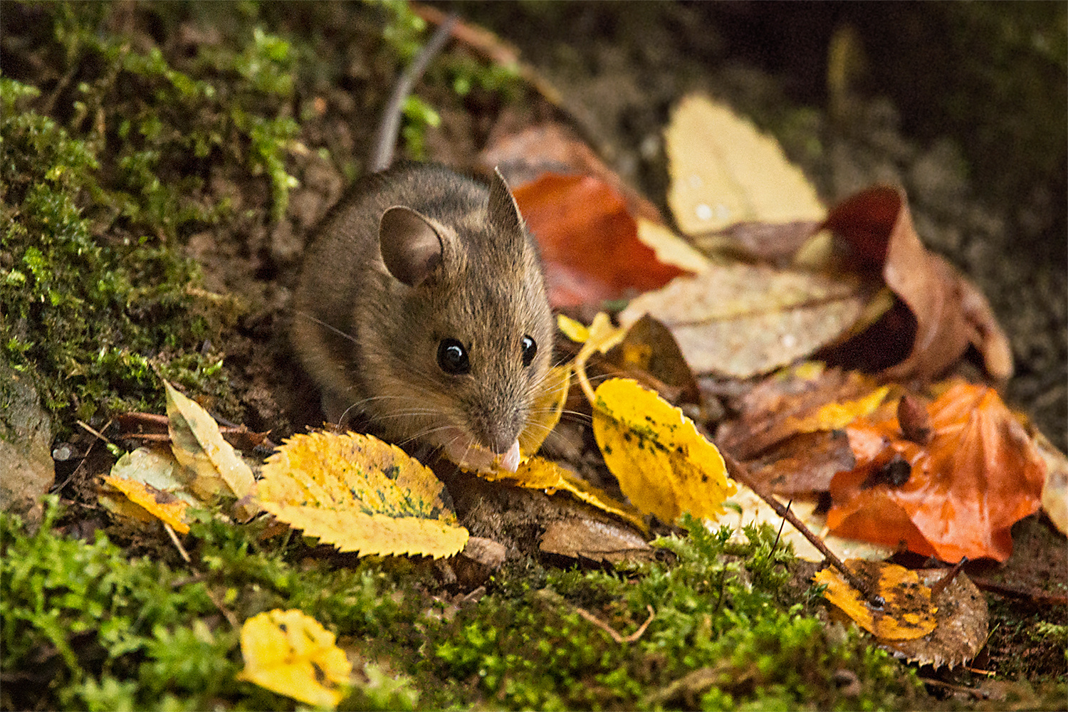 Herbstfarben bei der Waldmaus