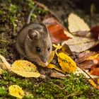 Herbstfarben bei der Waldmaus