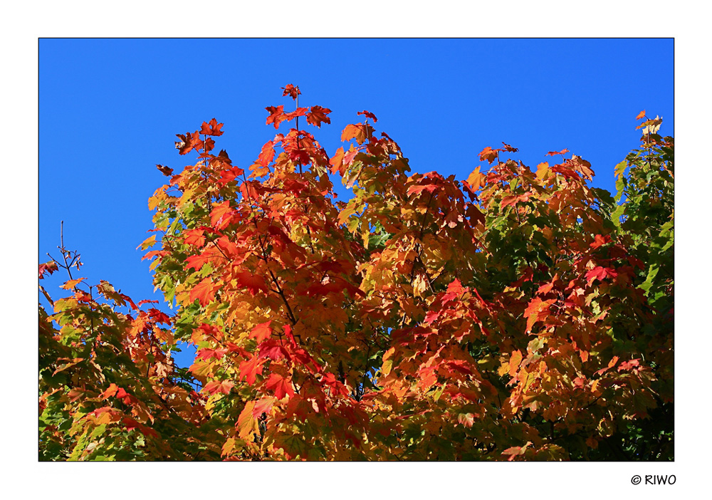 Herbstfarben bei uns..........