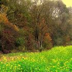 Herbstfarben beim Altrhein