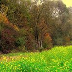 Herbstfarben beim Altrhein