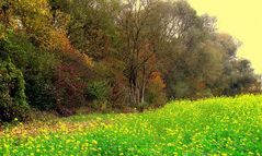 Herbstfarben beim Altrhein