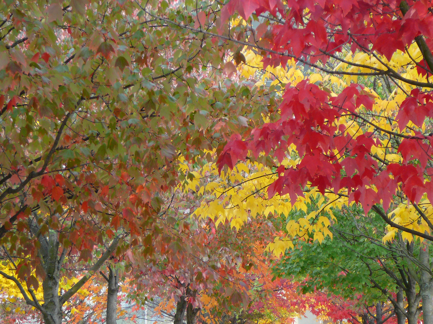 Herbstfarben Berlin