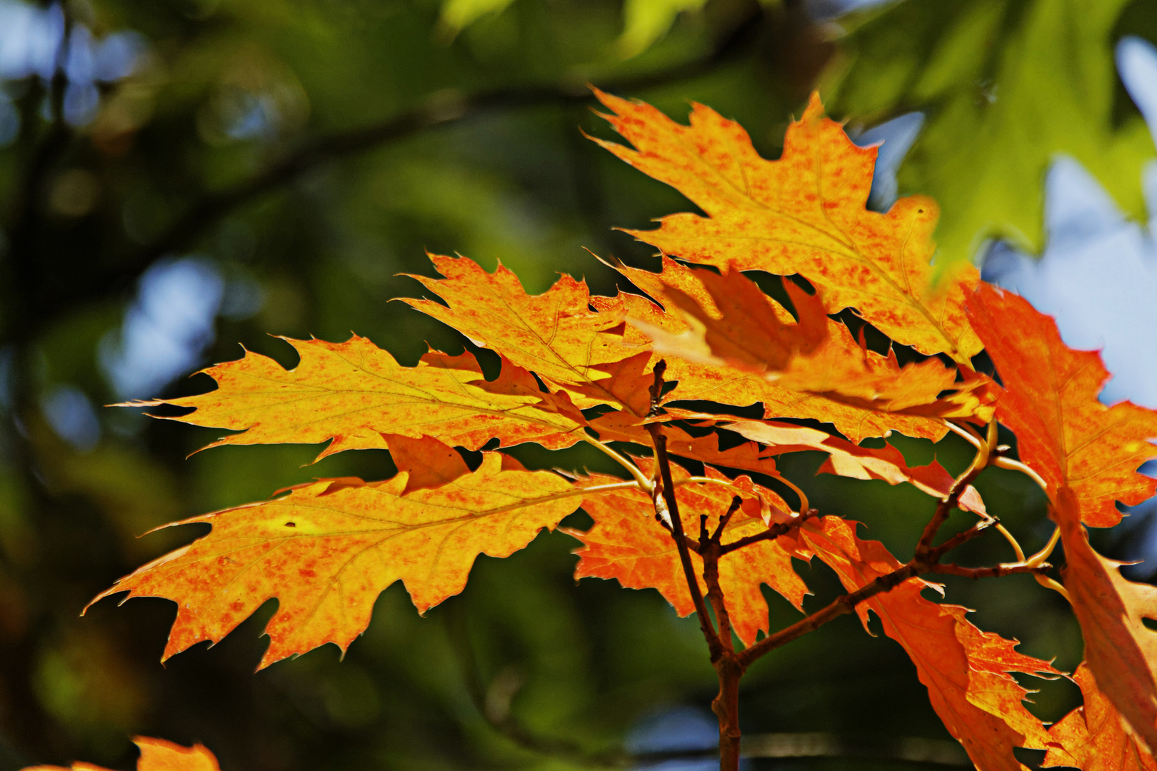 Herbstfarben