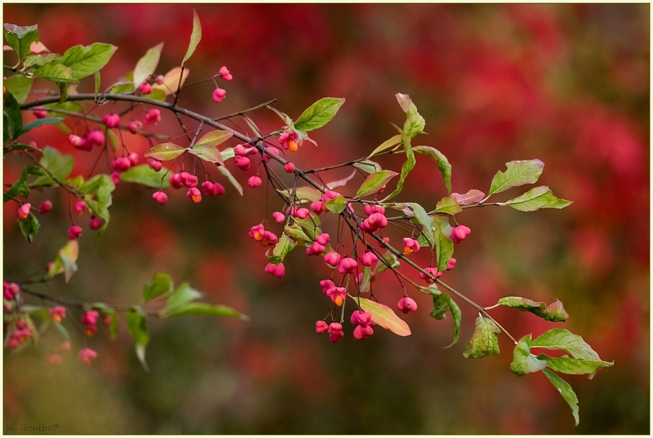 Herbstfarben