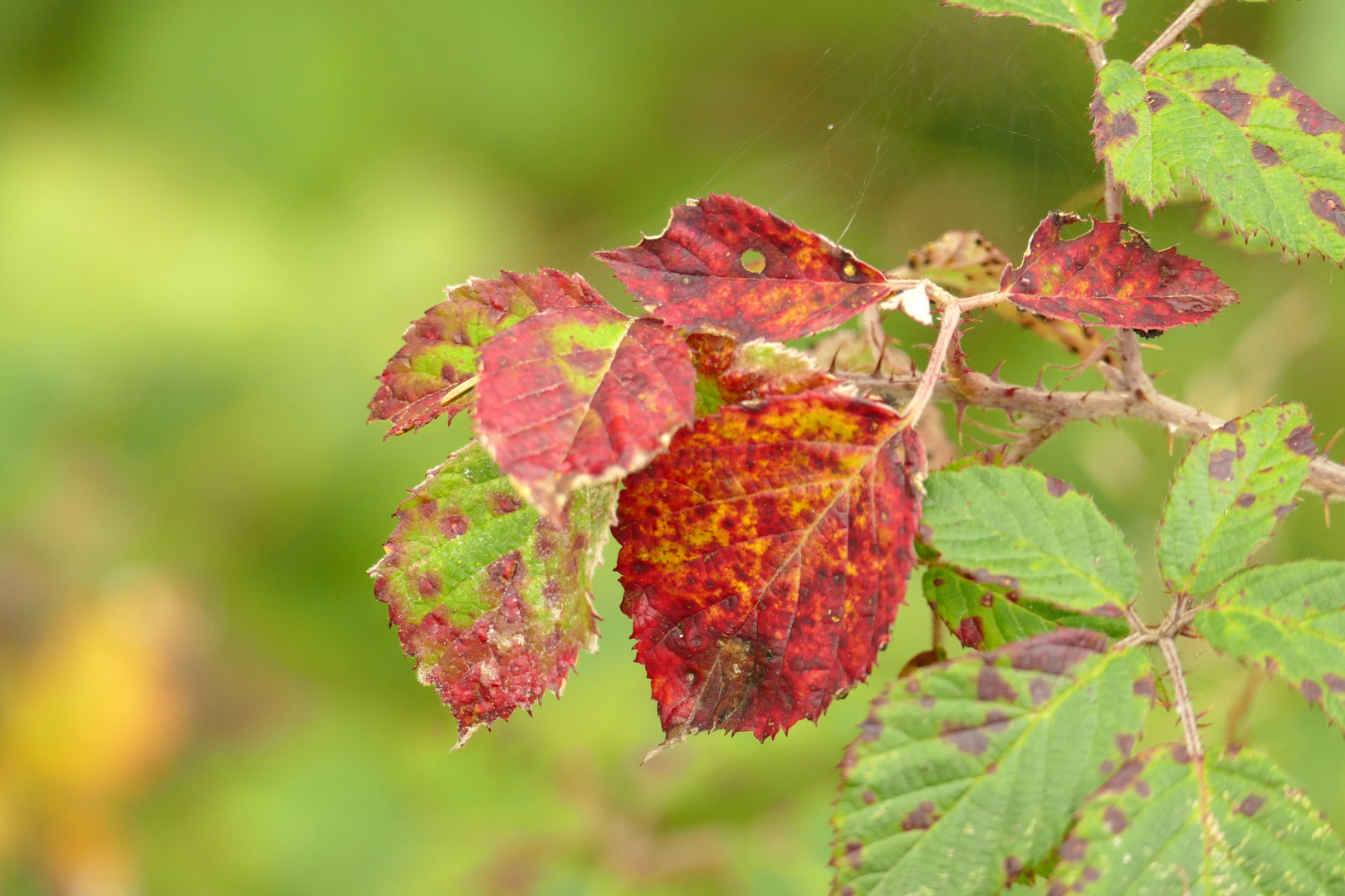 °°°° Herbstfarben °°°°