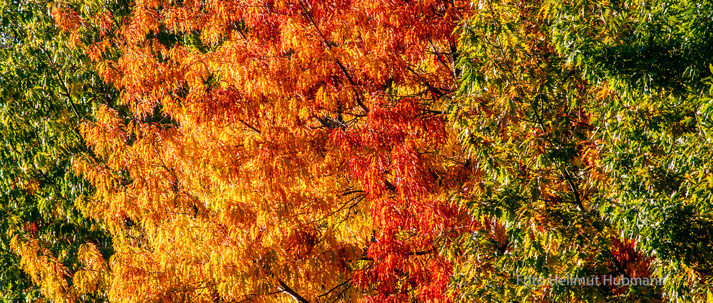 HERBSTFARBEN BILDFÜLLEND UND FLÄCHENDECKEND