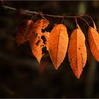 Herbstfarben: Blätter in Orange