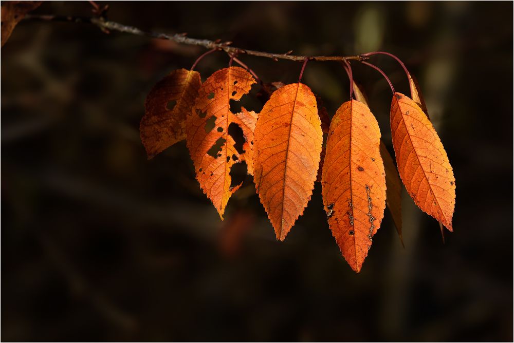 Herbstfarben: Blätter in Orange