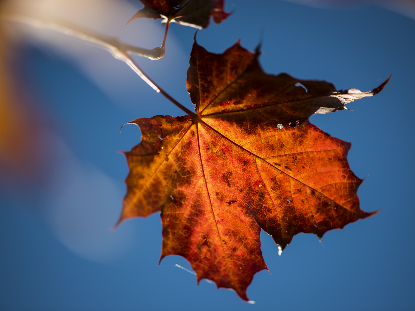 Herbstfarben Blau-Orange