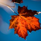 Herbstfarben Blau-Orange