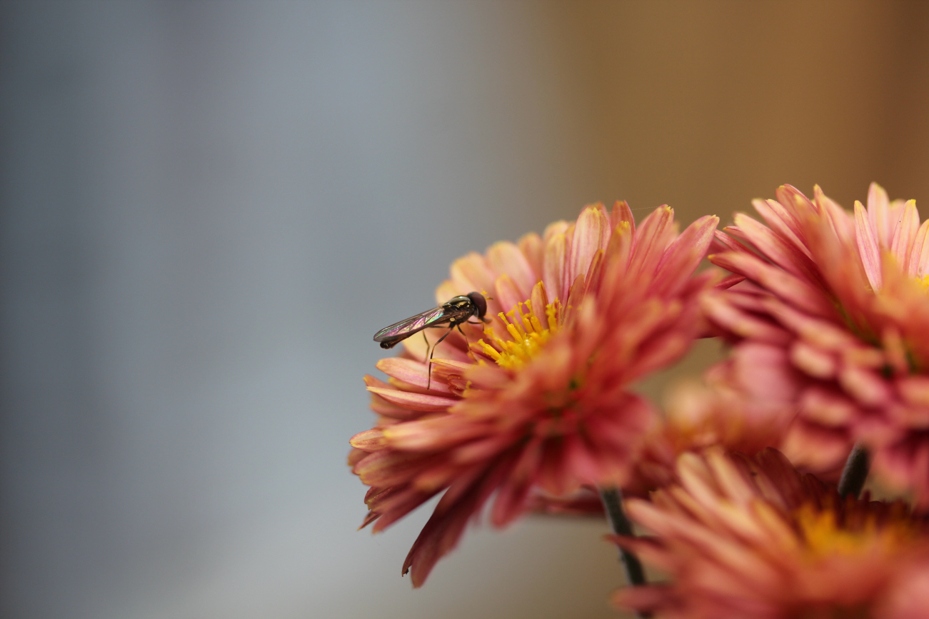 Herbstfarben