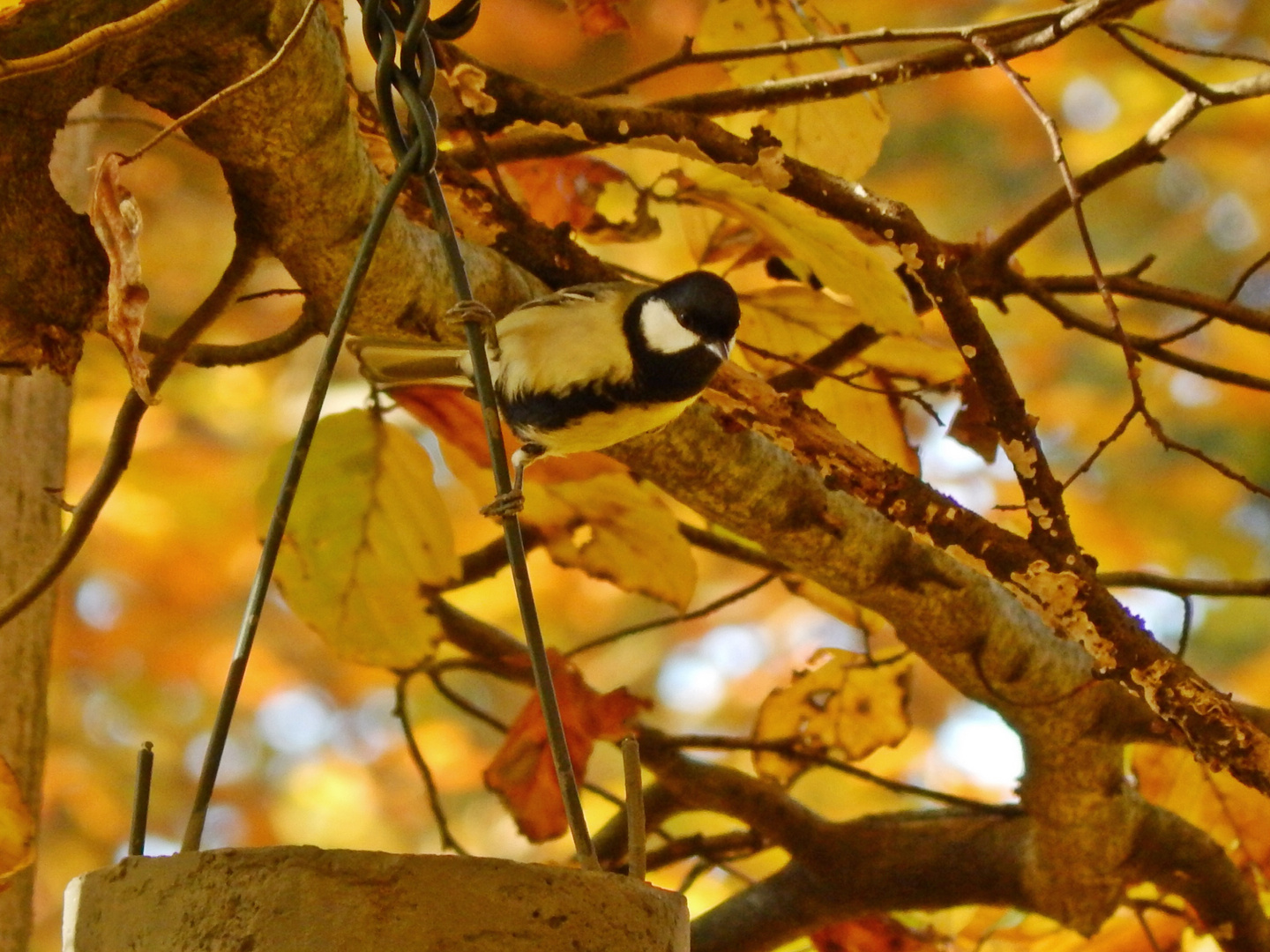 Herbstfarben