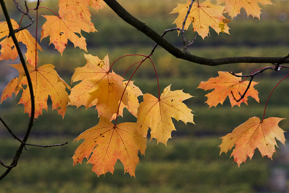 Herbstfarben