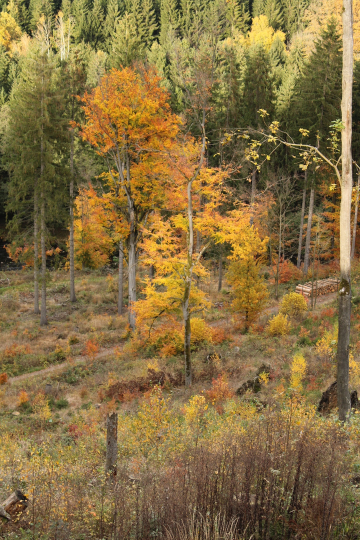 Herbstfarben