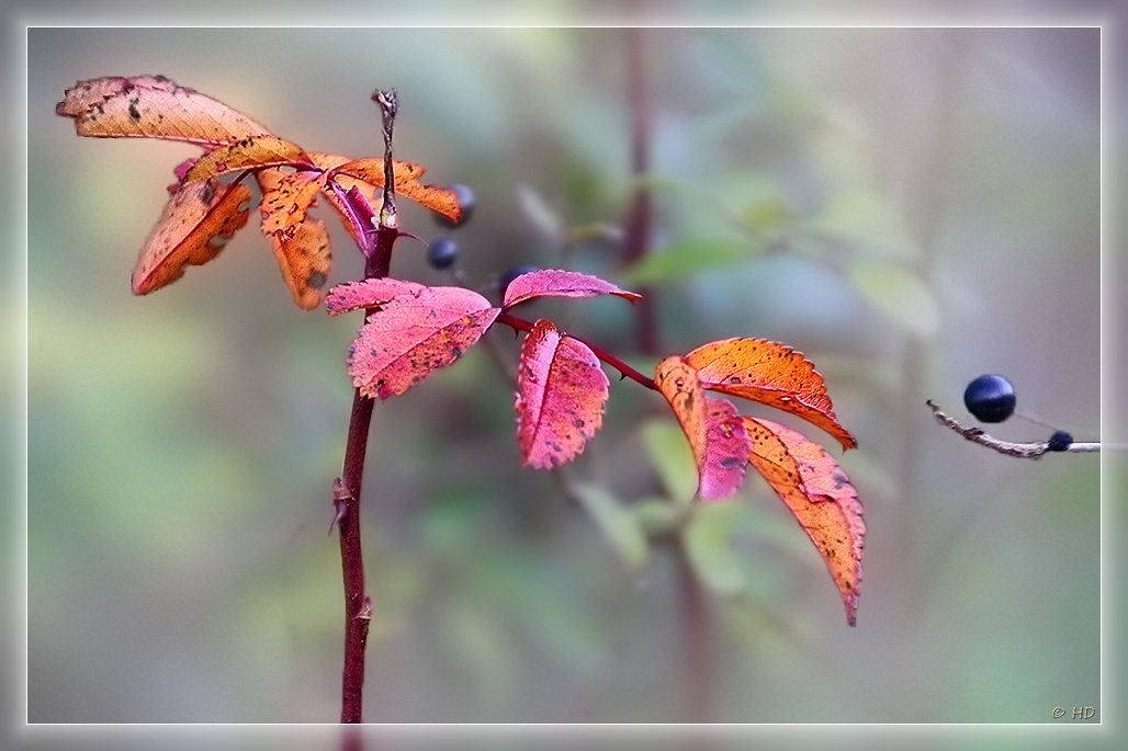 Herbstfarben