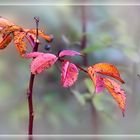 Herbstfarben