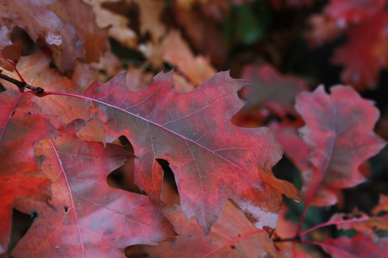 Herbstfarben