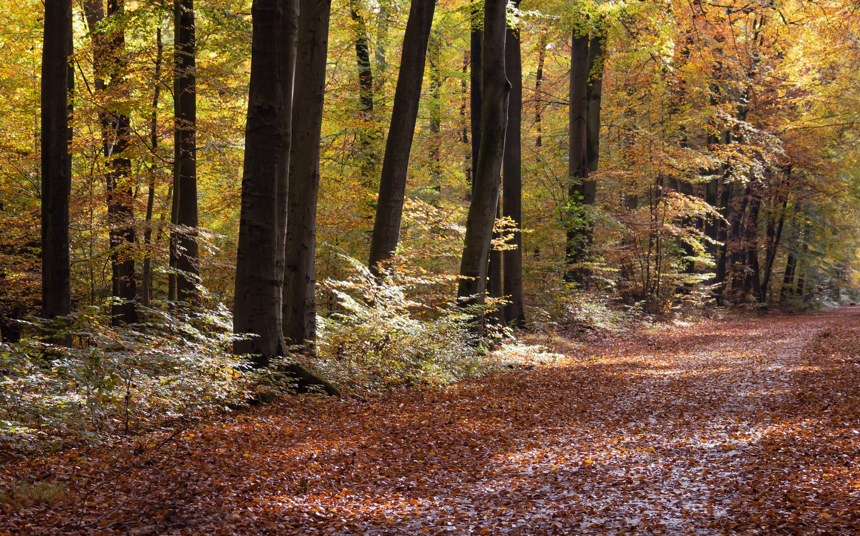 Herbstfarben..