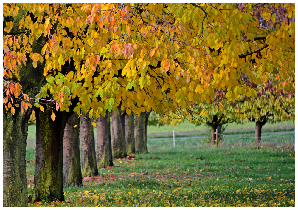 ...herbstfarben...