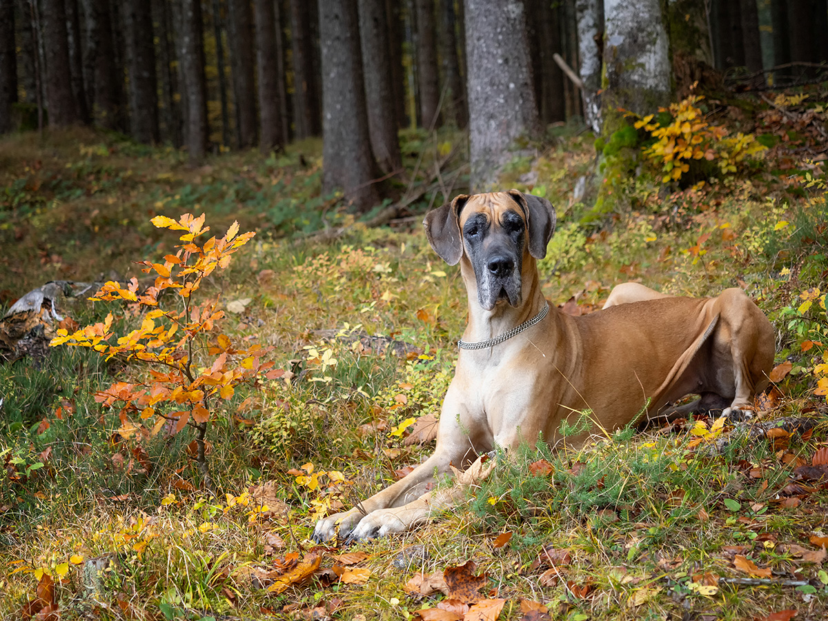 Herbstfarben