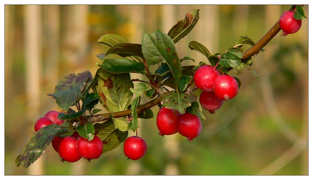 Herbstfarben