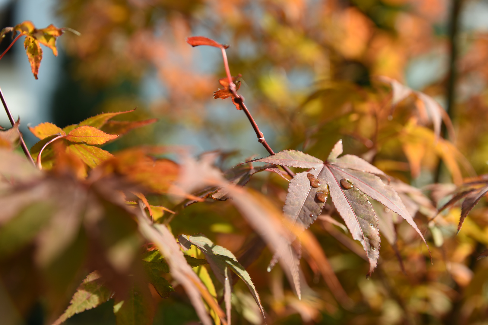 Herbstfarben