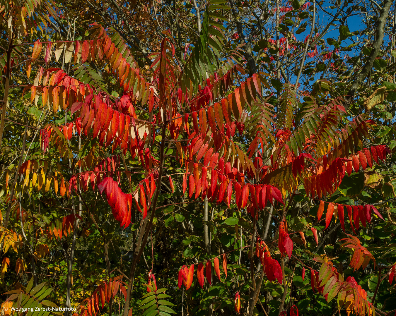 --- Herbstfarben ---