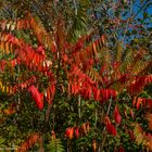 --- Herbstfarben ---