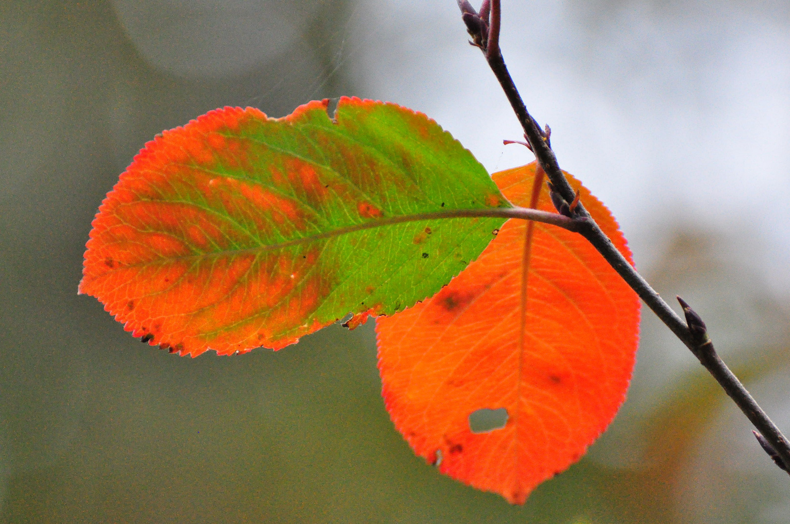 Herbstfarben