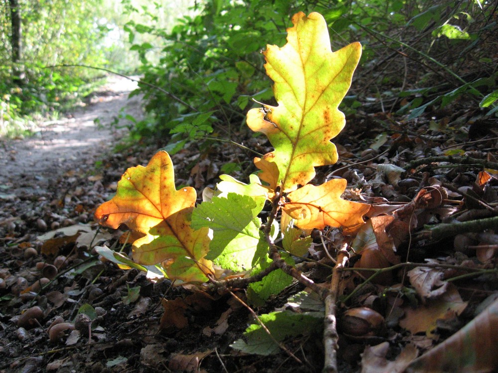 Herbstfarben