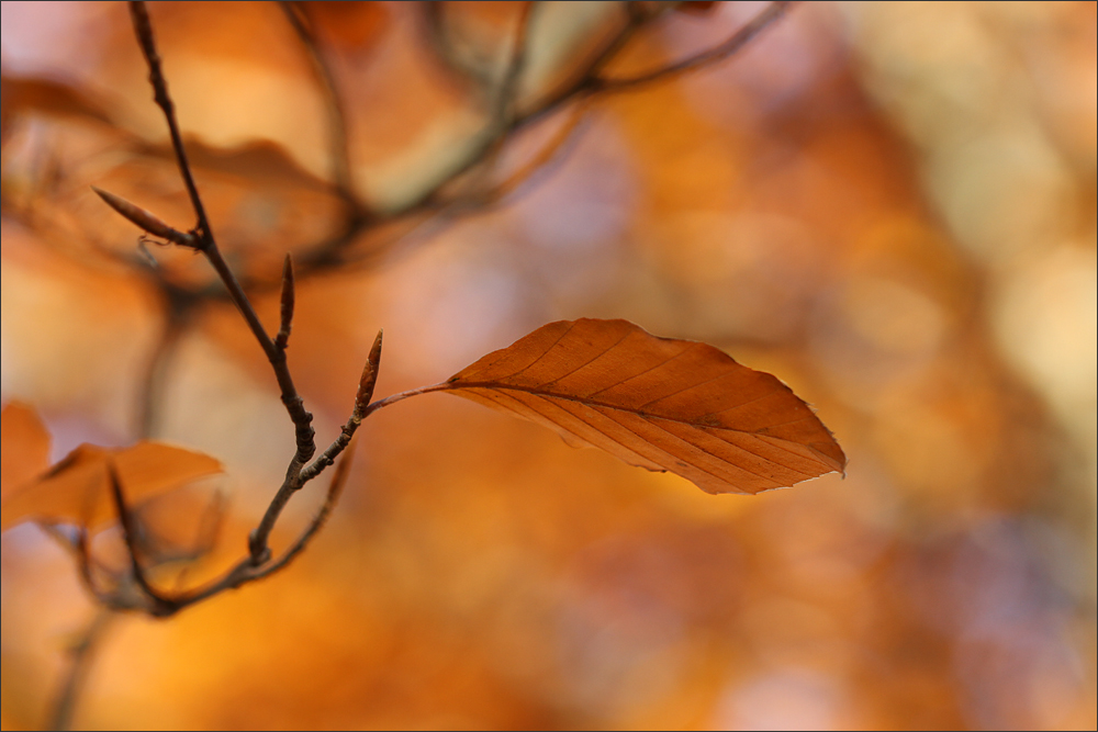 Herbstfarben