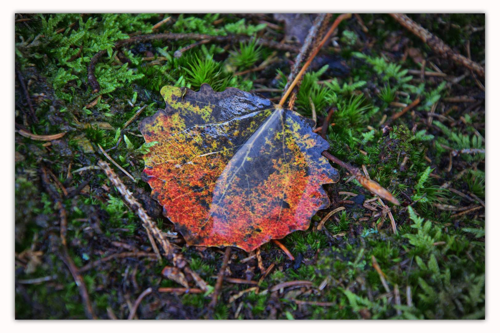 Herbstfarben