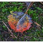 Herbstfarben