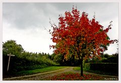 Herbstfarben