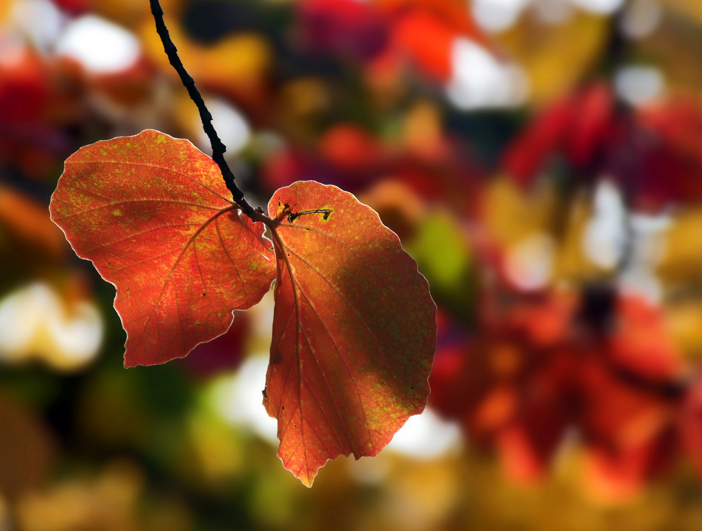 Herbstfarben...