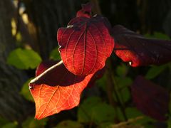 Herbstfarben