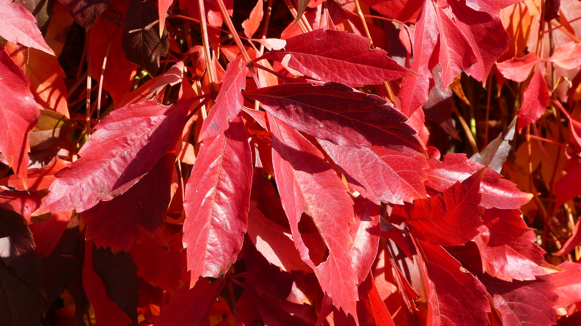 Herbstfarben