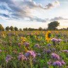 Herbstfarben