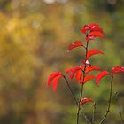 Herbstfarben