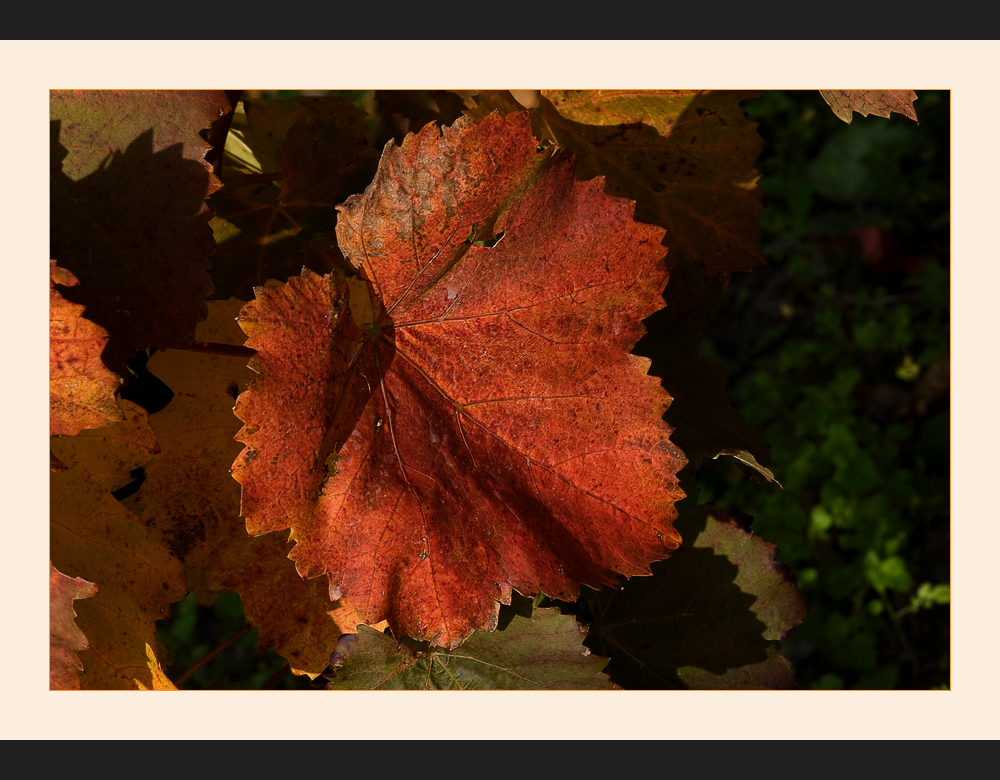 Herbstfarben..... colours of autumn..... couleur d'automne