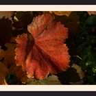 Herbstfarben..... colours of autumn..... couleur d'automne