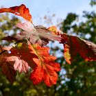 Herbstfarben