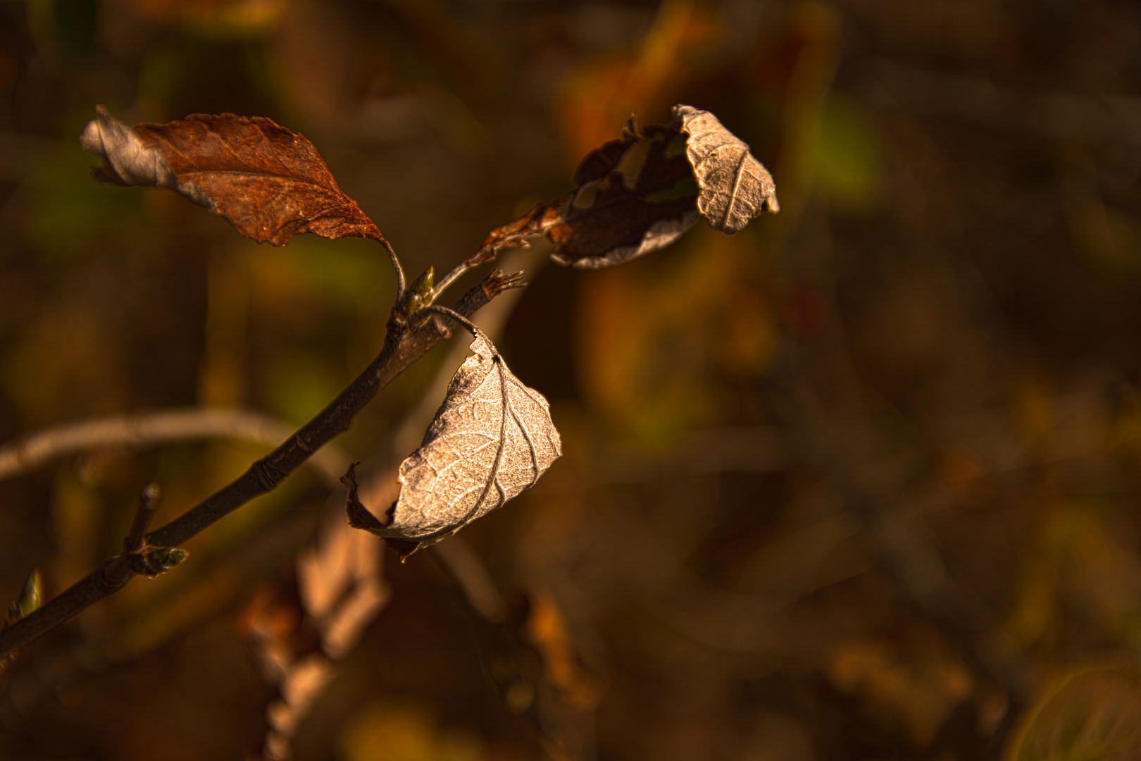 Herbstfarben