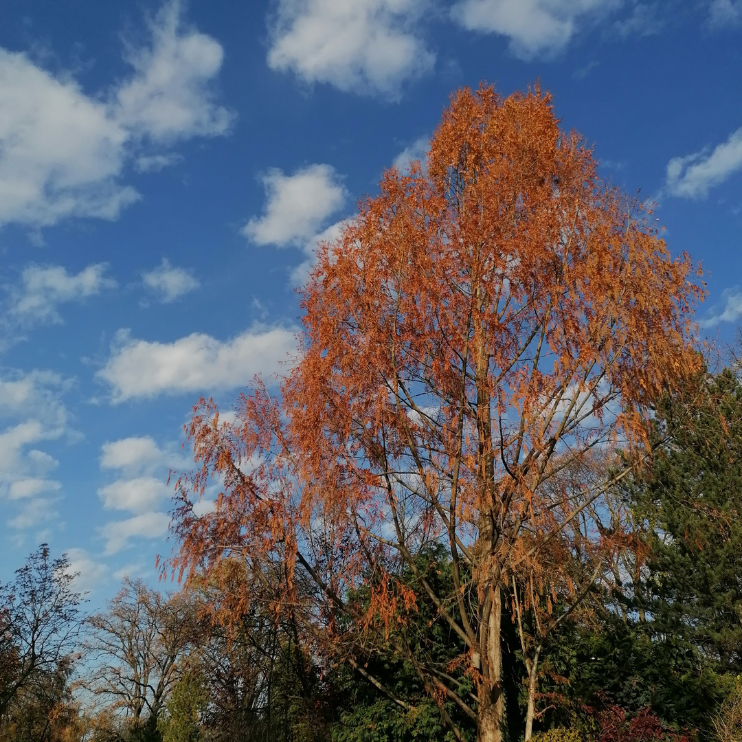 Herbstfarben