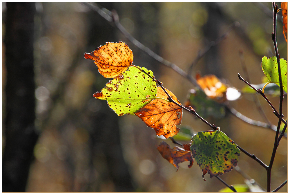 Herbstfarben